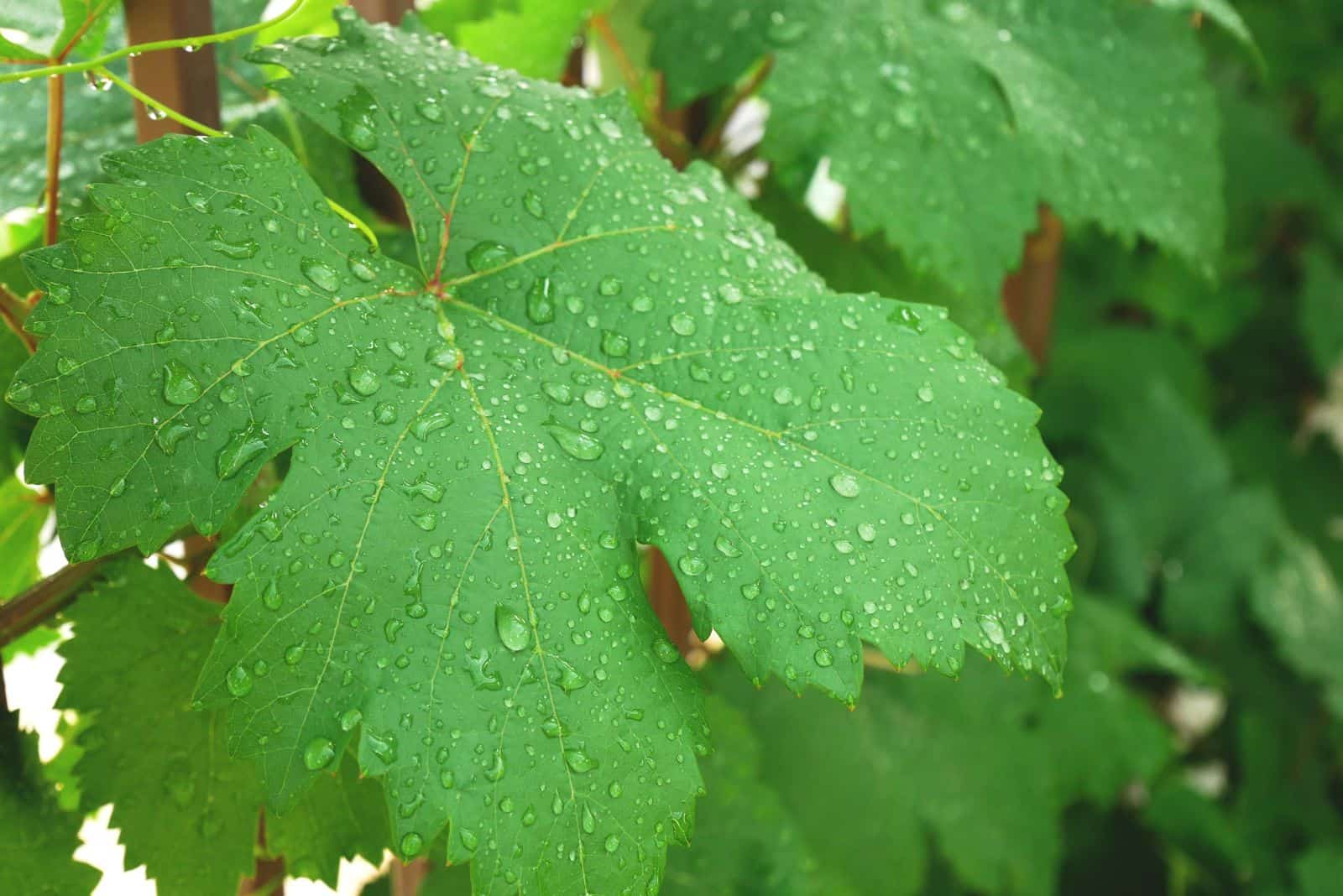 drops of water on a grape leaf