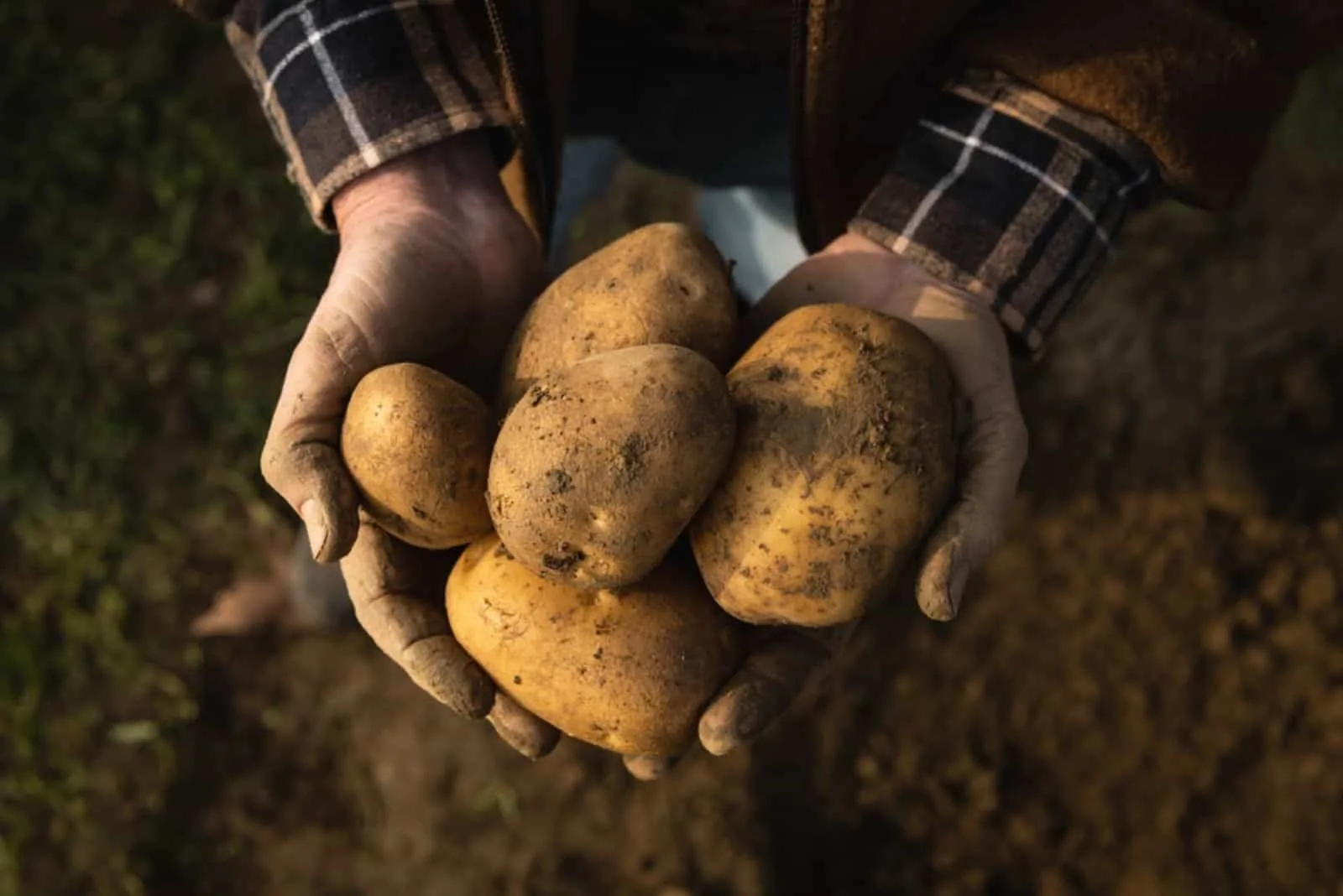 farmer's hands showing heap of fresh raw potatoes