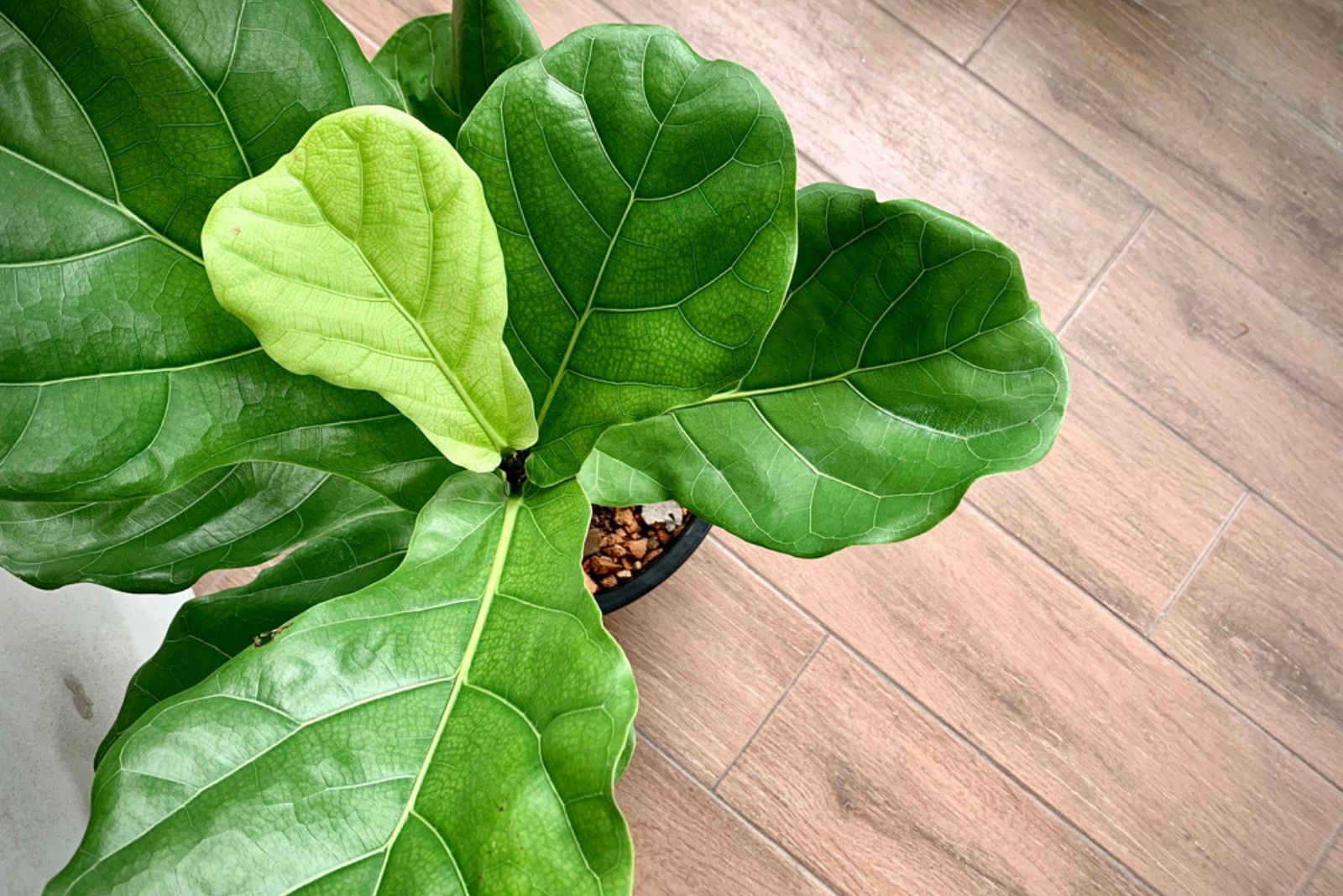 fiddle leaf in pot