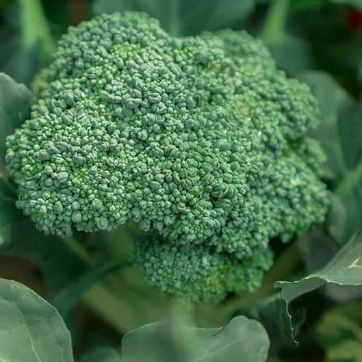 formed Broccoli Calabrese