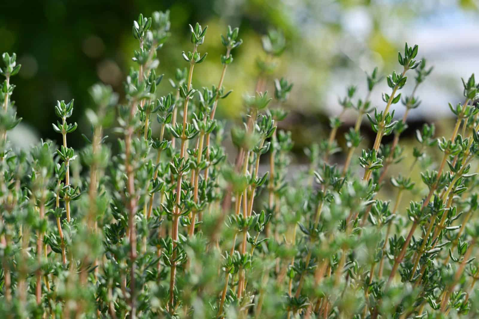  fresh green thyme growing outdoors in the garden