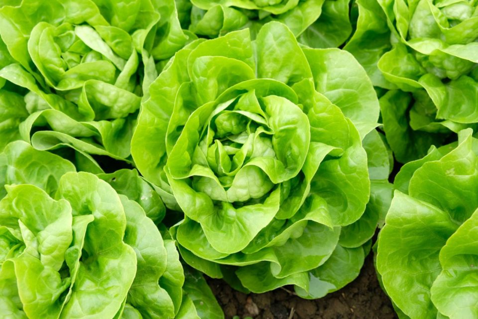 24 Awesome Arugula Companion Plants And Plants To Avoid