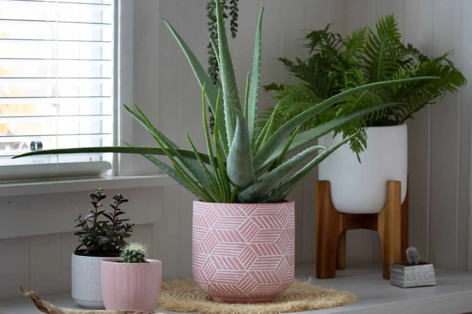 group of indoor pot plants aloe vera and cactus , in pink and white pots