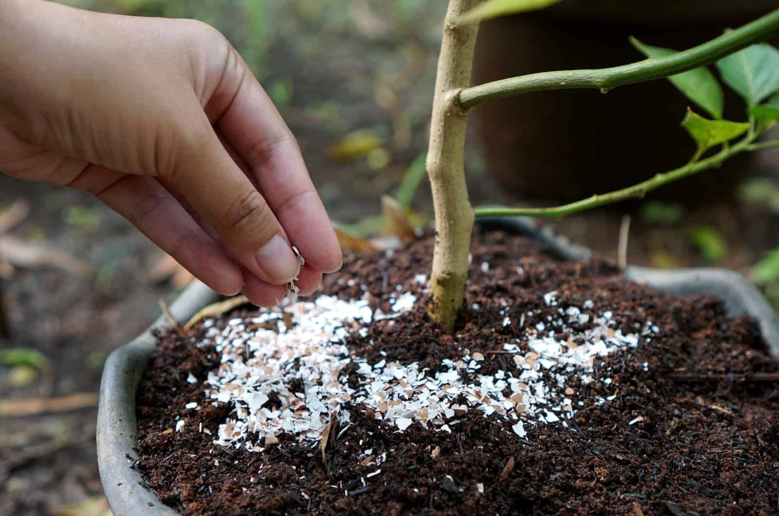 hands adding Eggshells on plant soil
