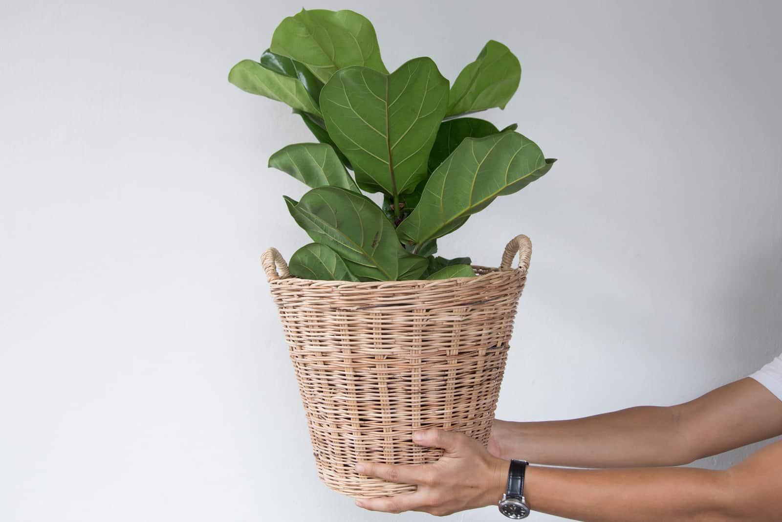 hands holding a pot with fiddle leaf fig