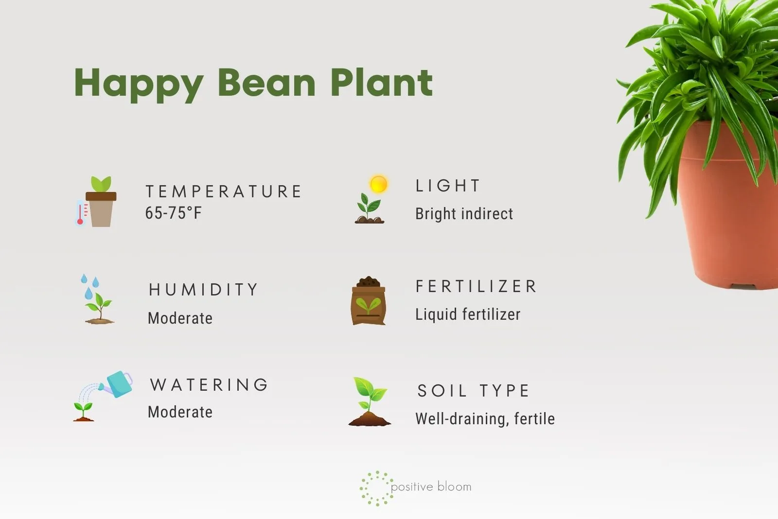 happy bean plant