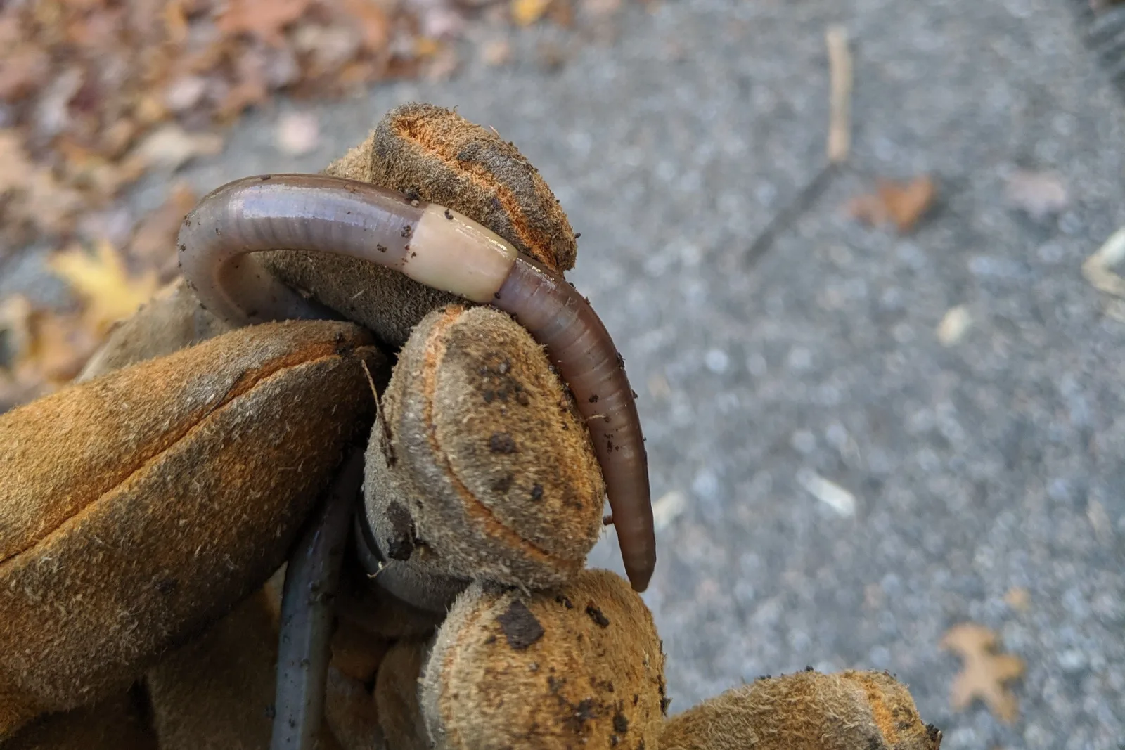 Invasive Banded Jumping Worm In Connecticut .webp