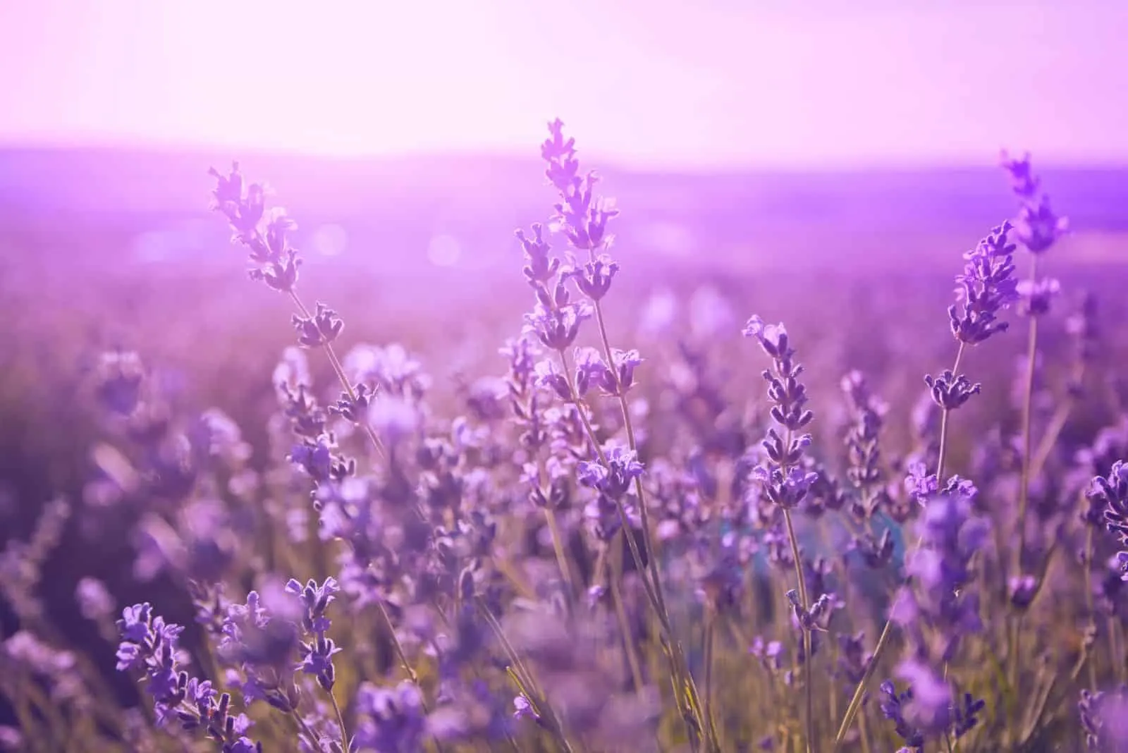 lavender with purple flowers