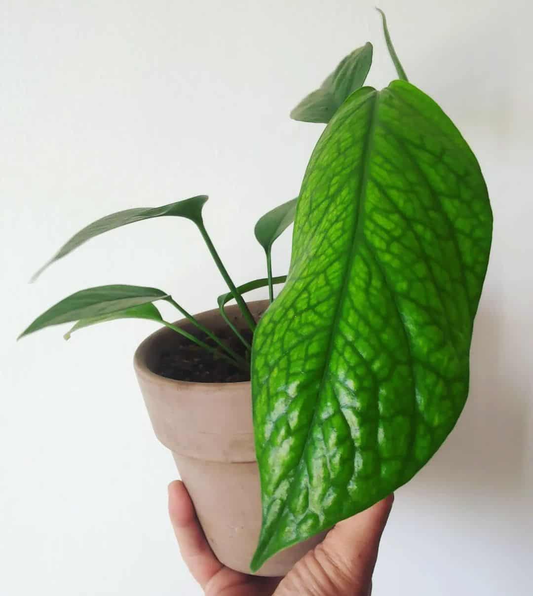 monstera dissecta in a pot