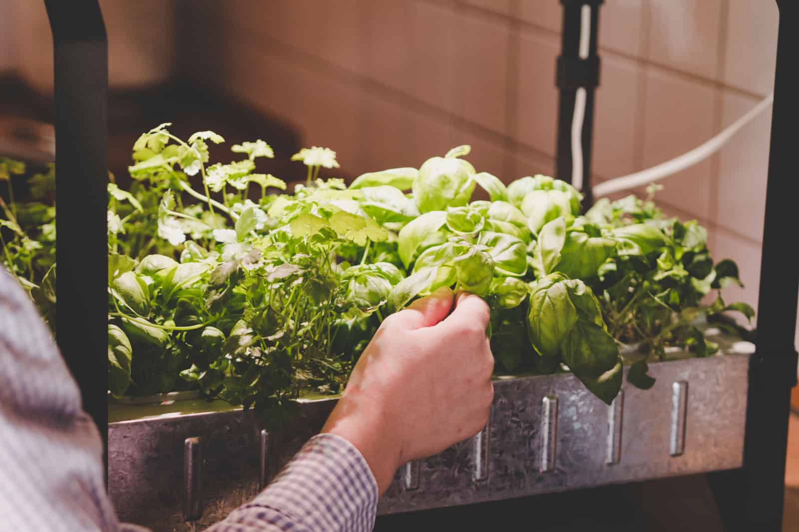 person harvesting herbs and vegetables indoors using home hydroponics