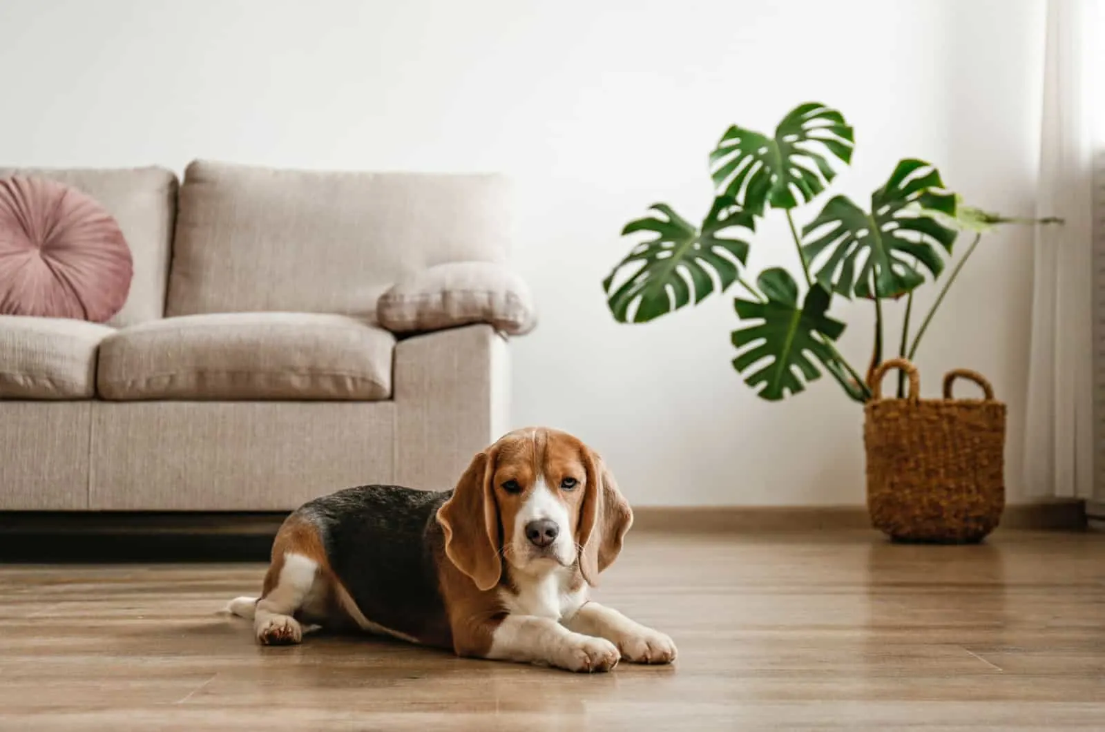 portrait of a dog next to a monstera plant