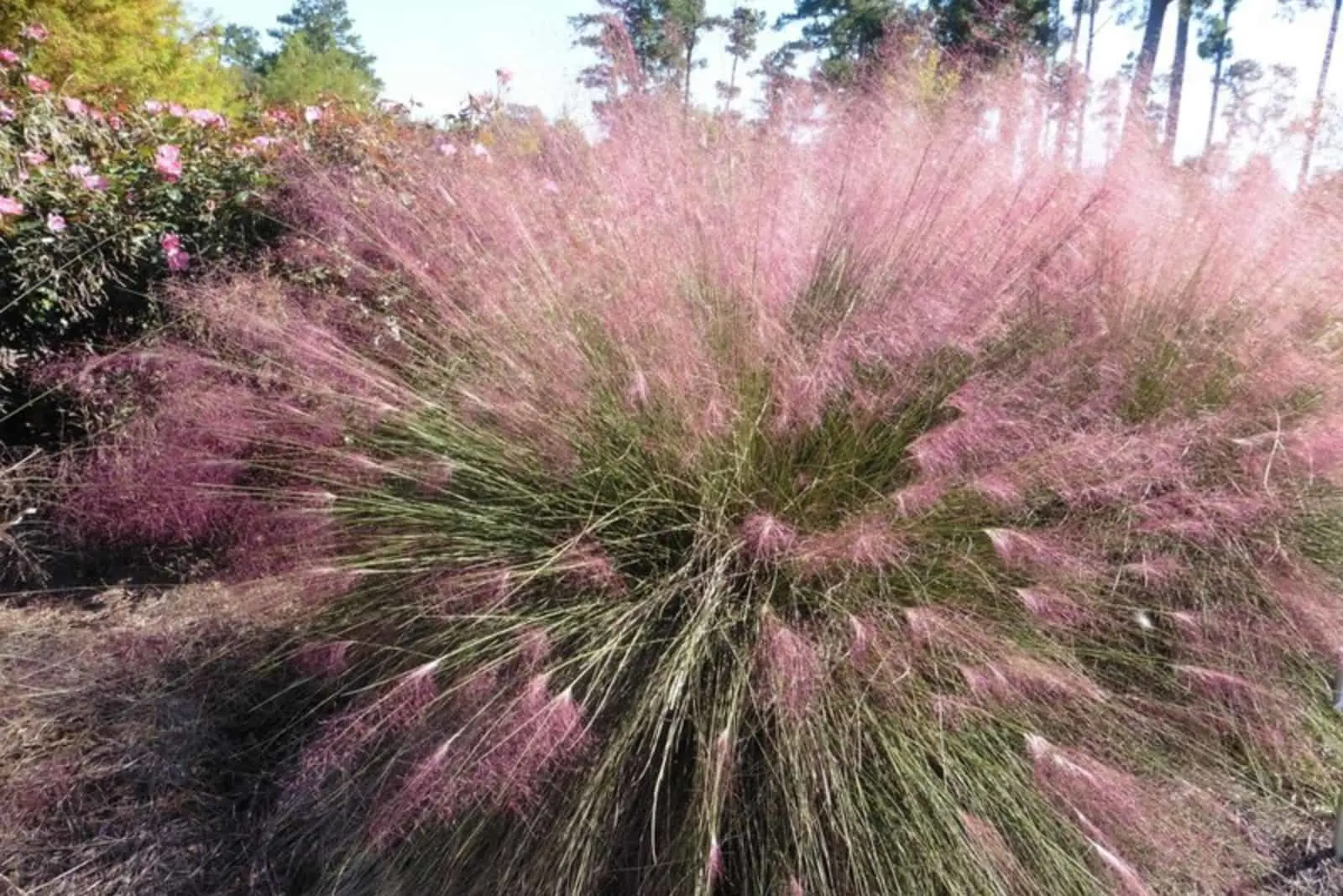 purple fern bush