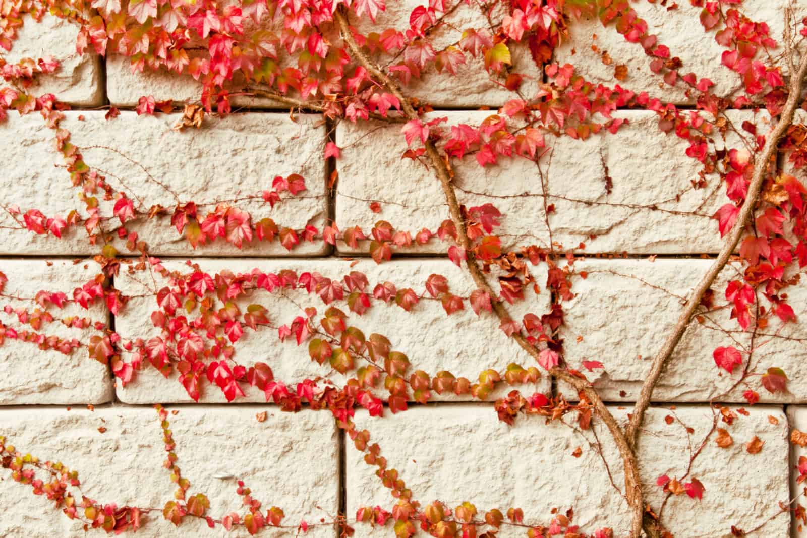 red Virginia creeper climbing up a white wall