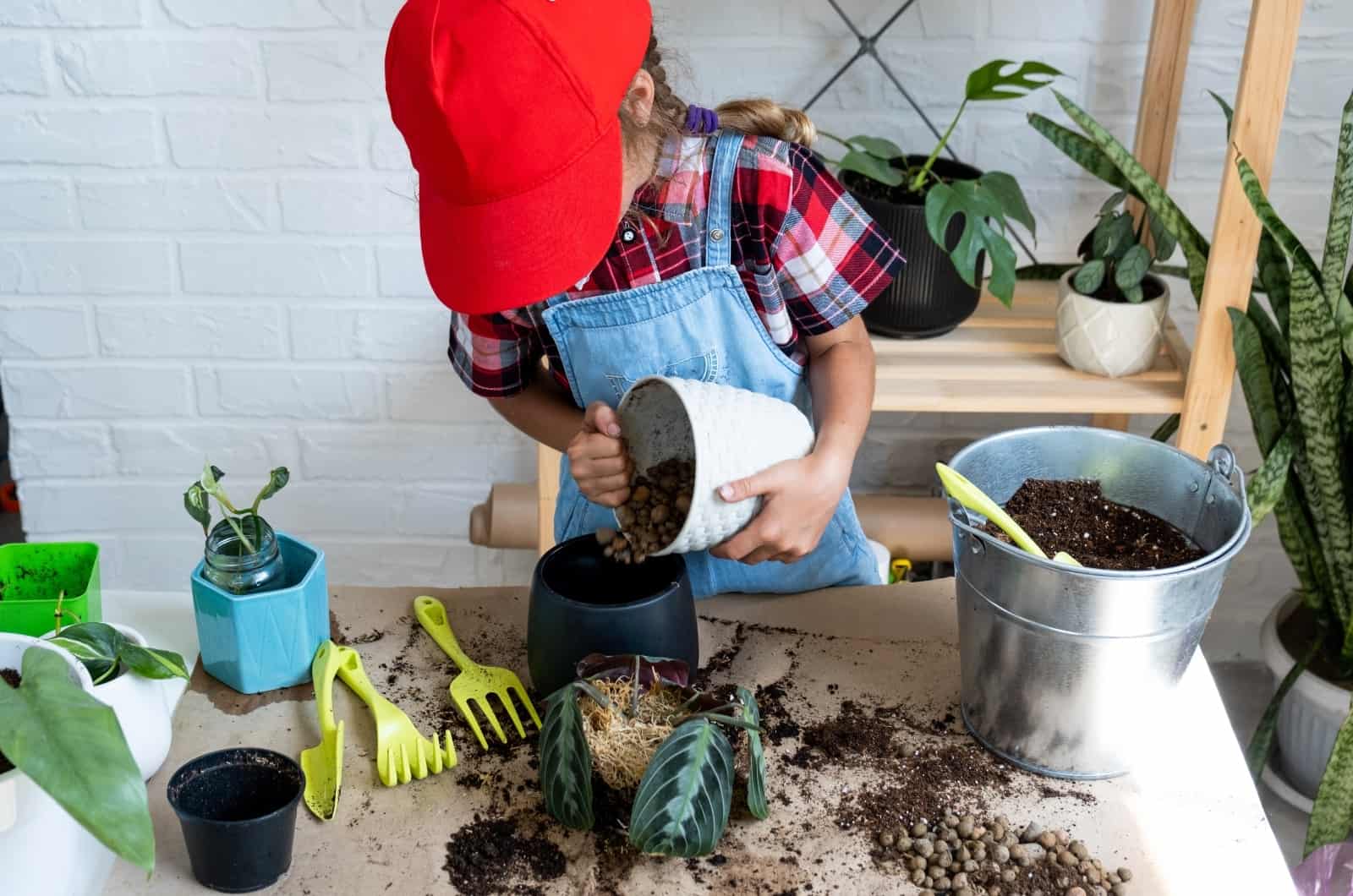 repotting Maranta Prayer Plant