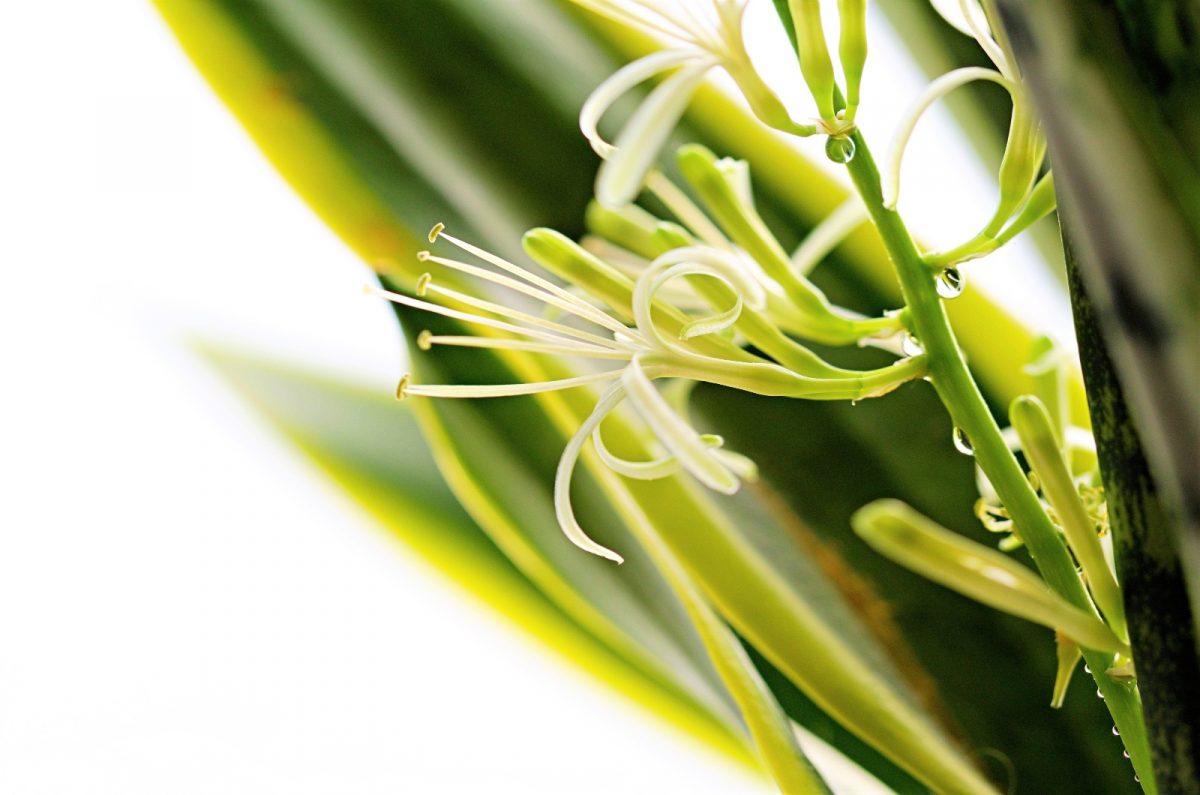 What Is A Snake Plant Flower + Tips To Make It Grow