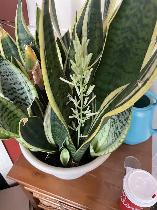 snake plant with flower
