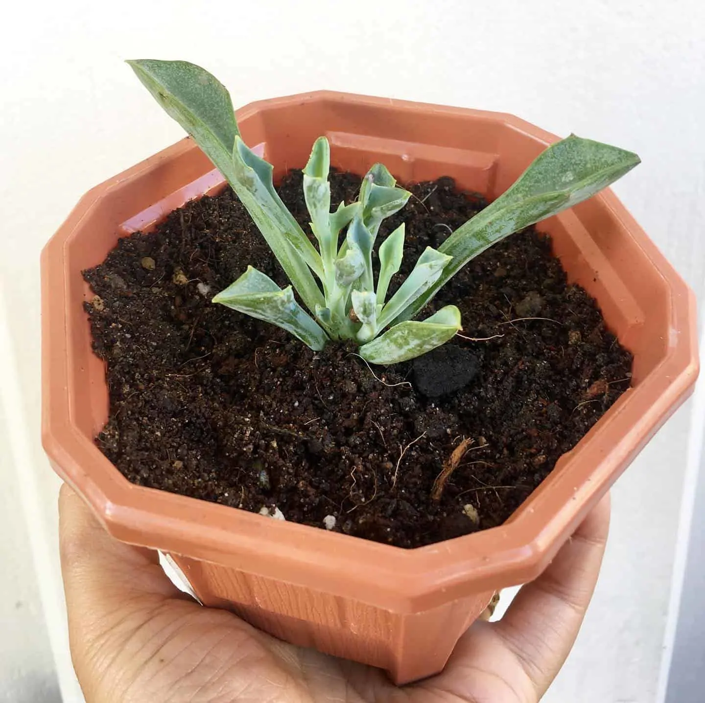 spearhead plant in a pot