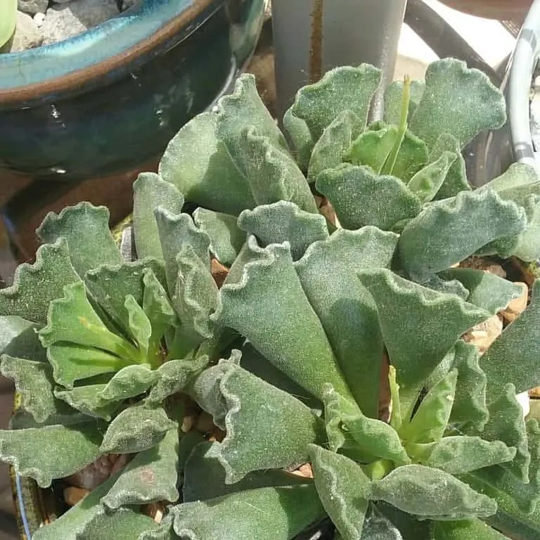 spearhead plant in sunlight