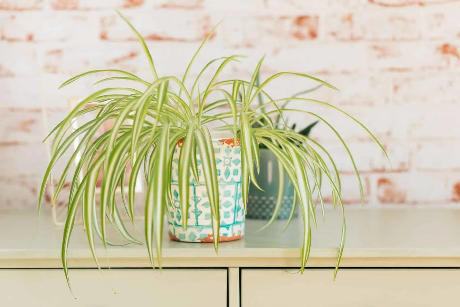 spider plant in a colorful pot