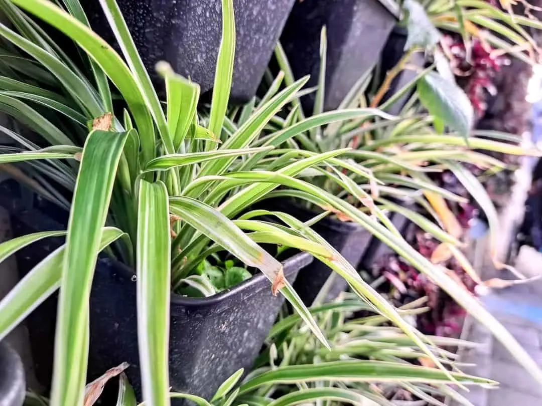 spider plant root rot