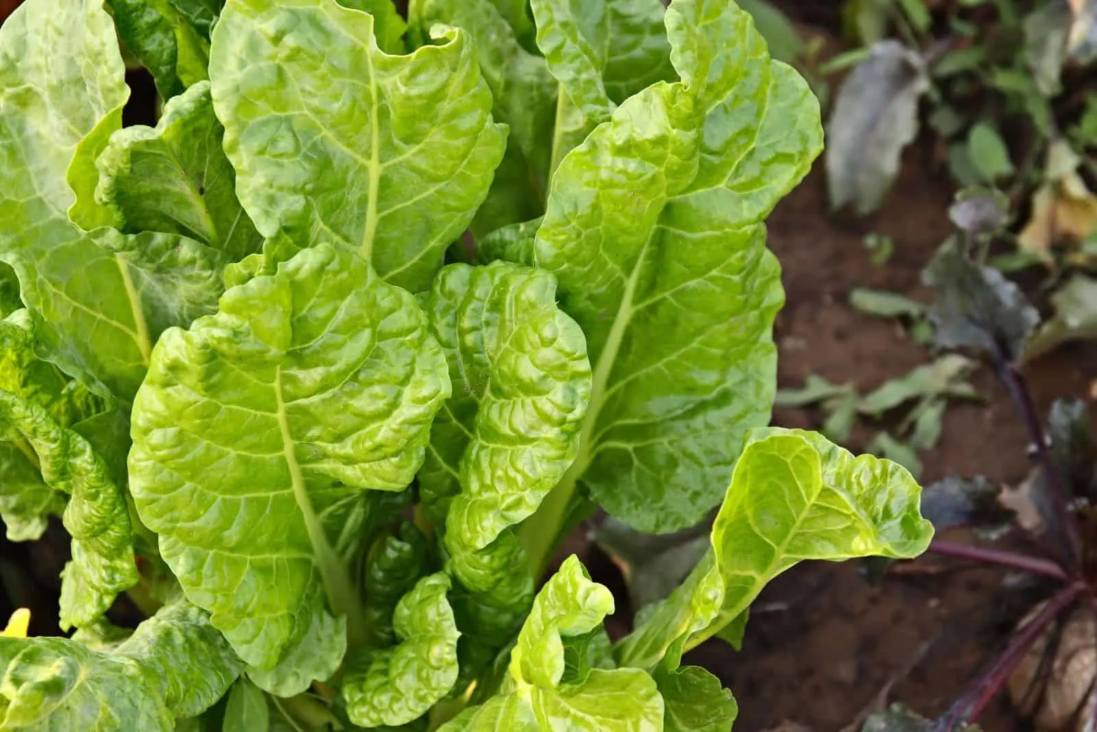 spinach plant with fresh leaves in a garden