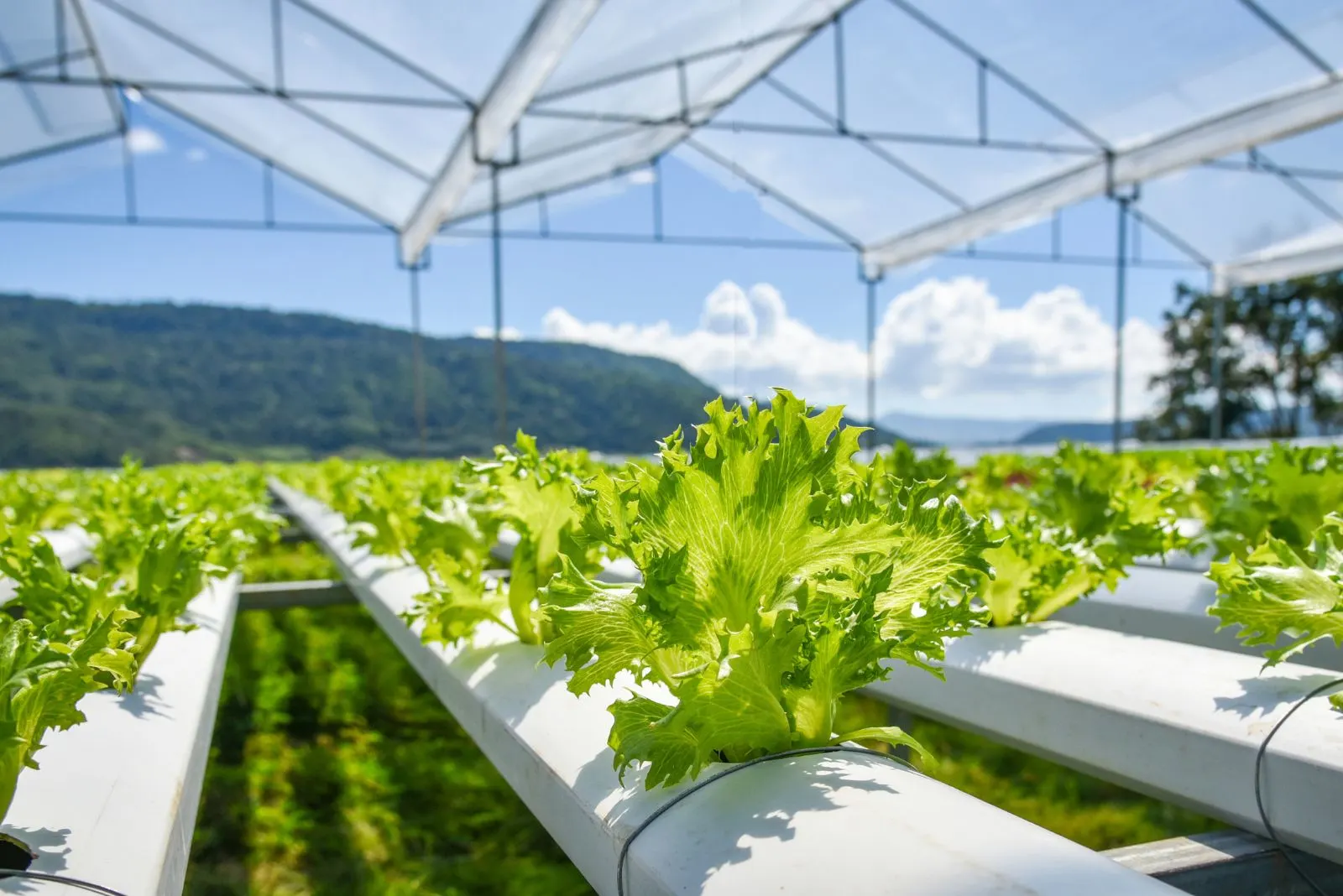 vegetable hydroponic system