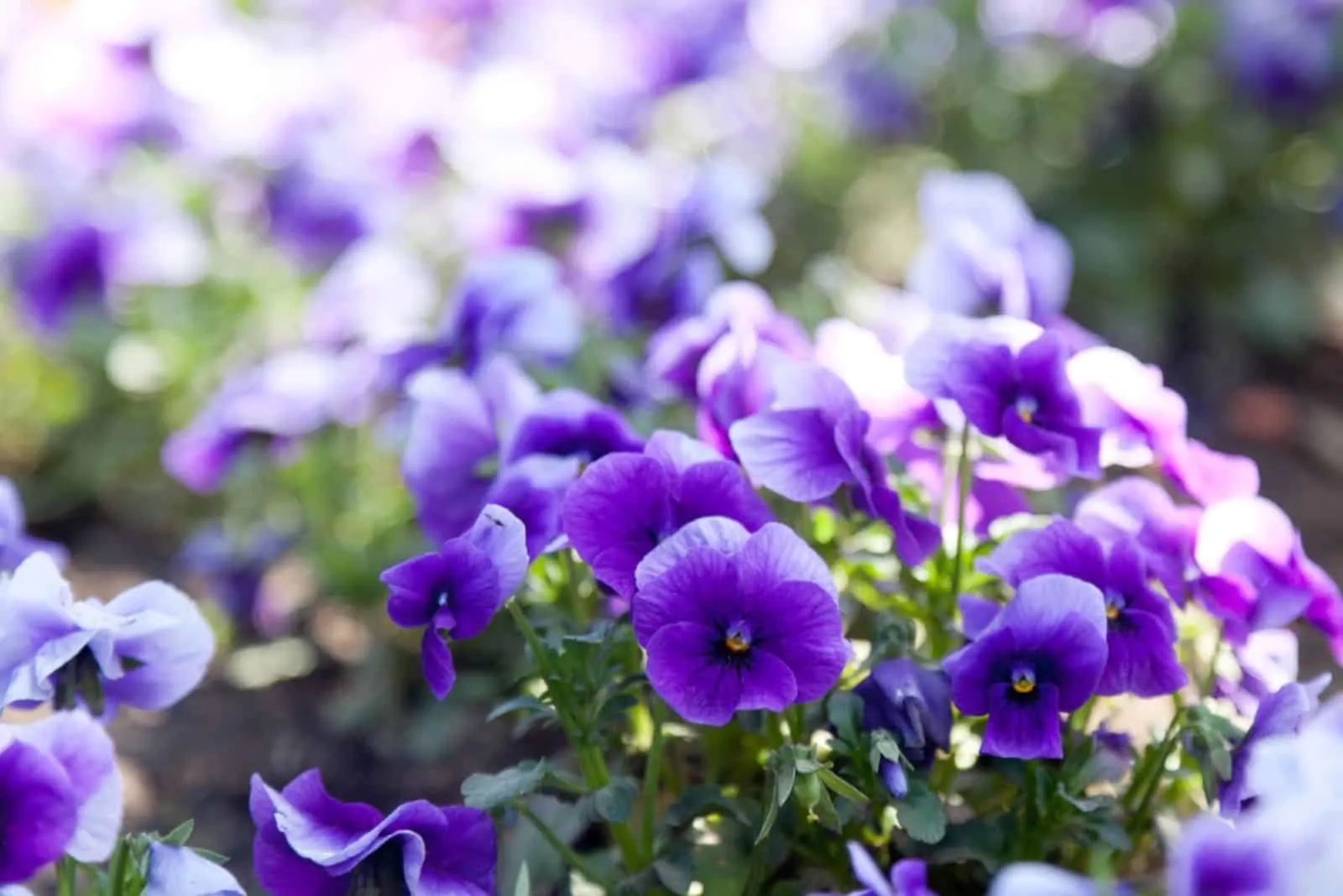 violets flowers in sunlight