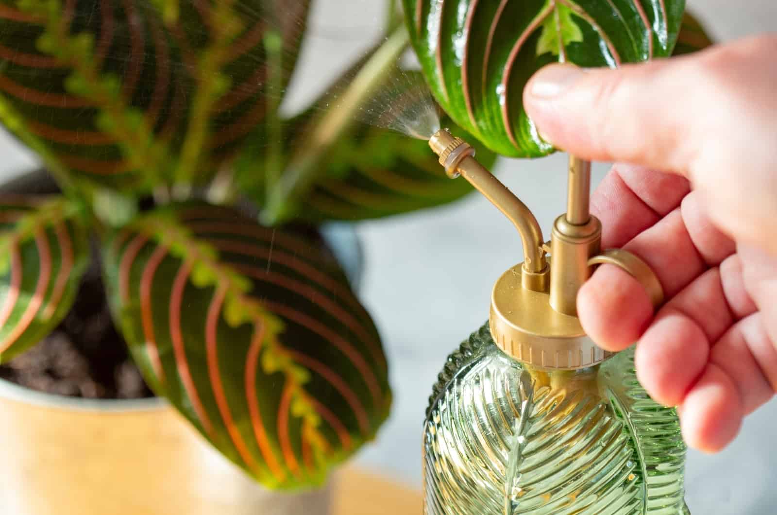 watering Maranta Prayer Plant