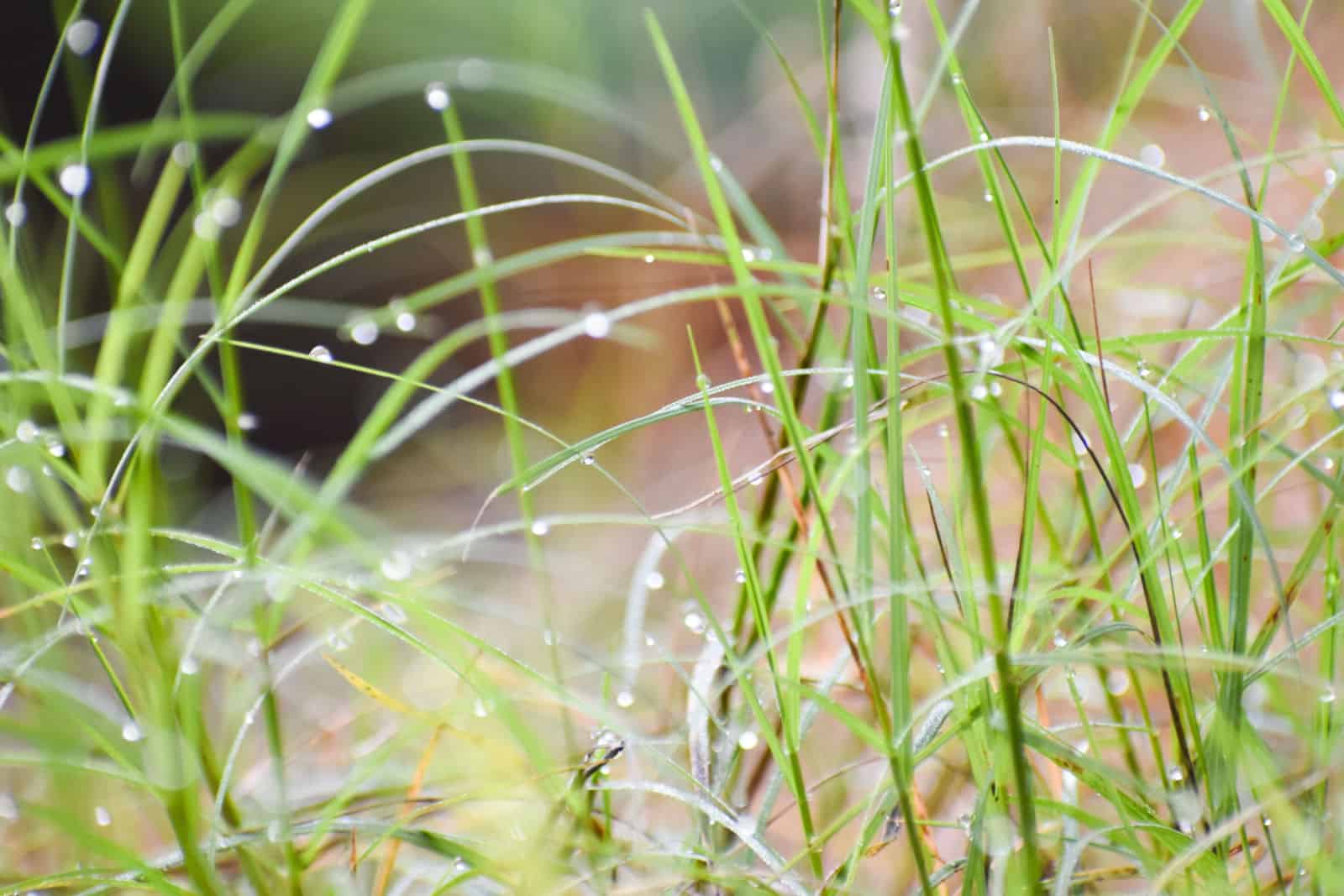 wet durva grass ( Cynodon dactylon) better known as Bermuda grass during rainy season.