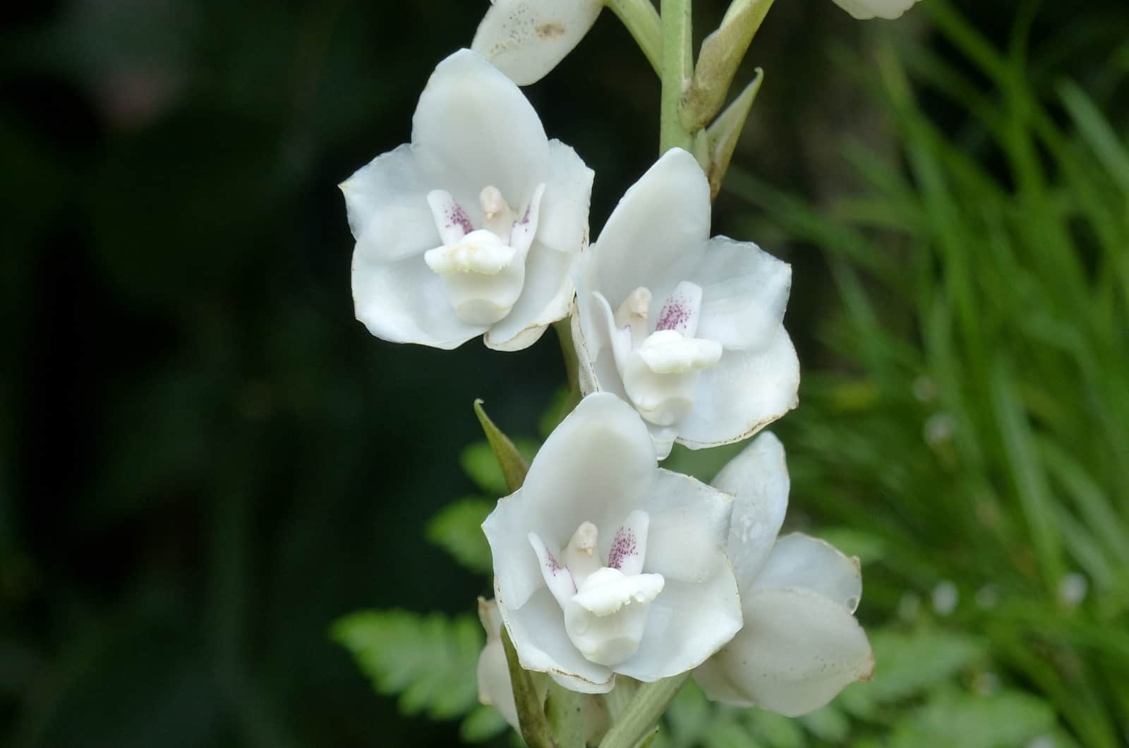 white Dove Orchid blooming outside