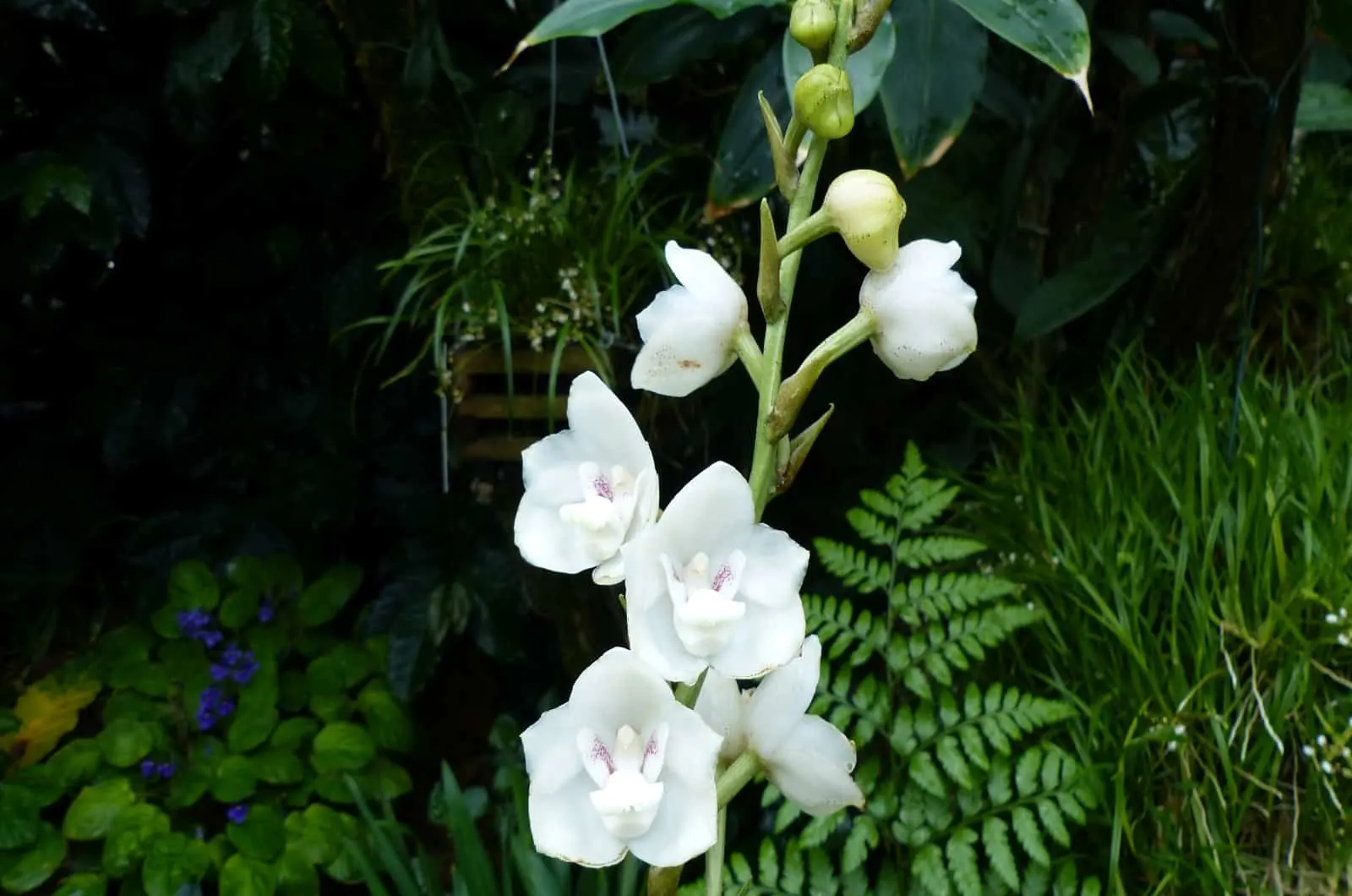 white Dove Orchid