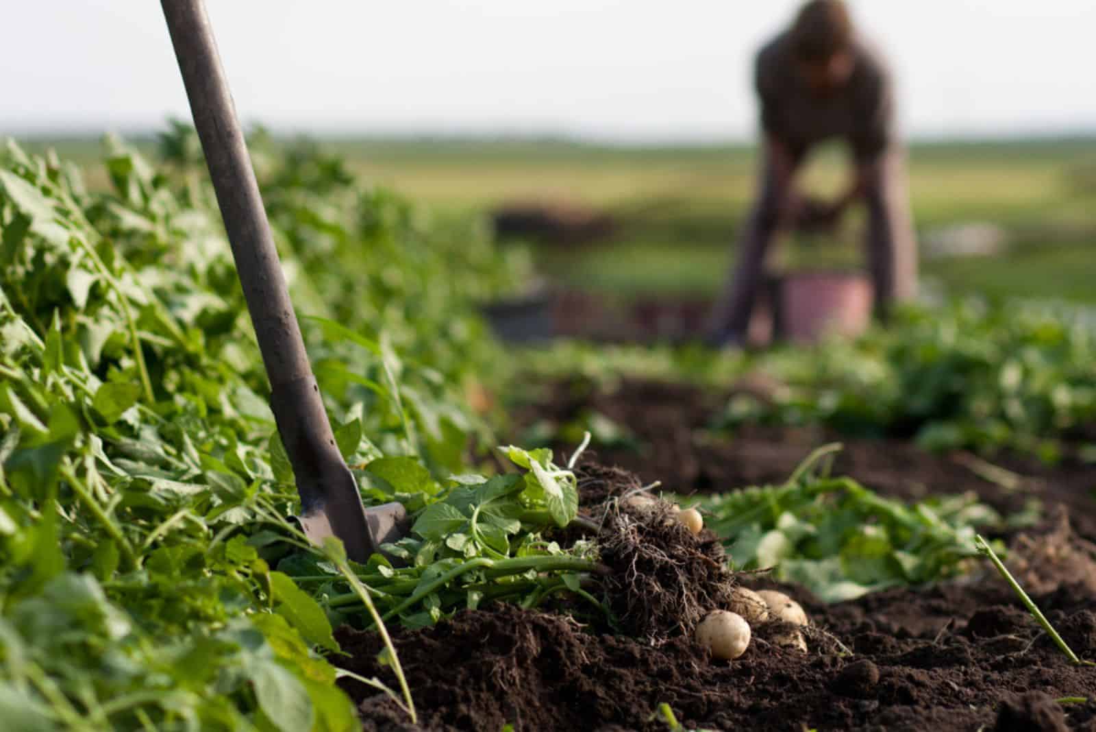 woman digging up potatoes on a garden