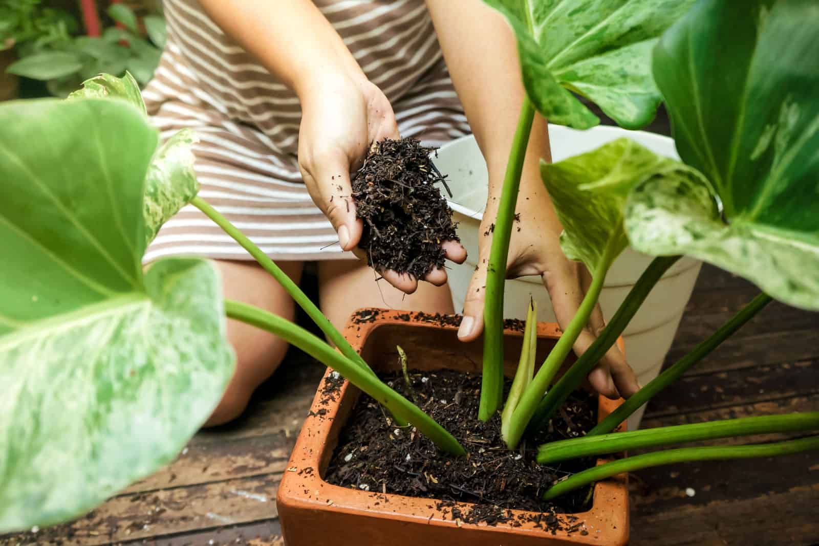woman planting a philodendron plant, using soil mix