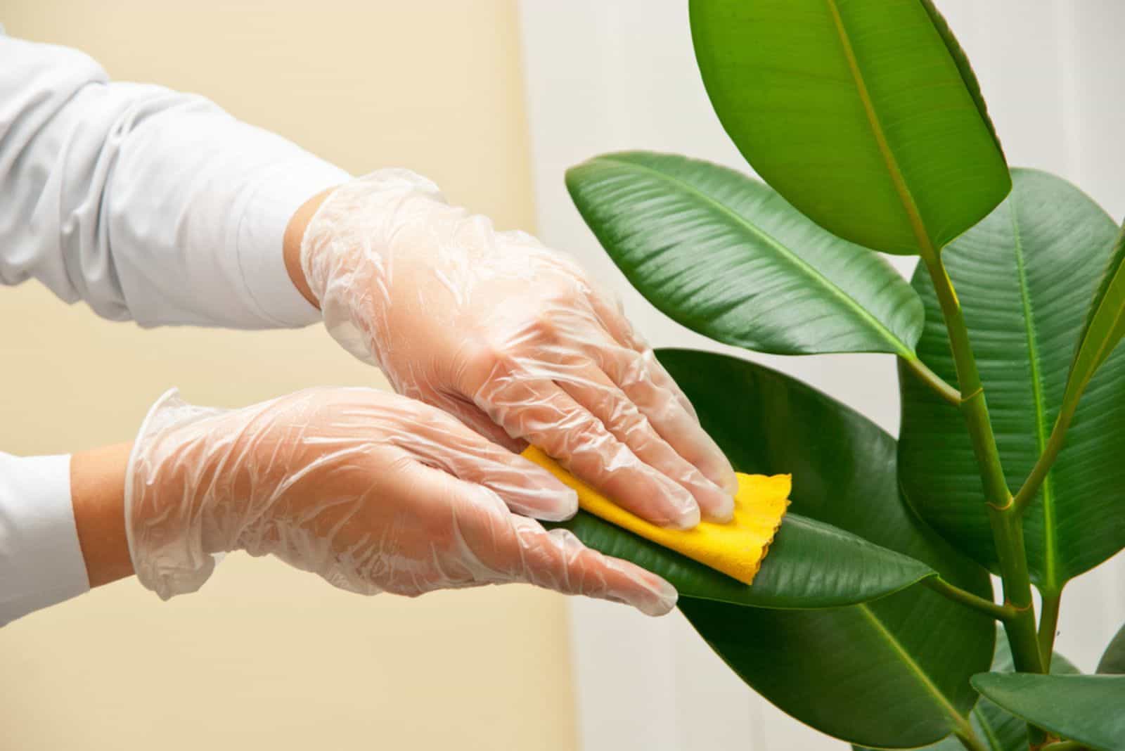 woman with gloves cleaning ficus plant by wet sponge