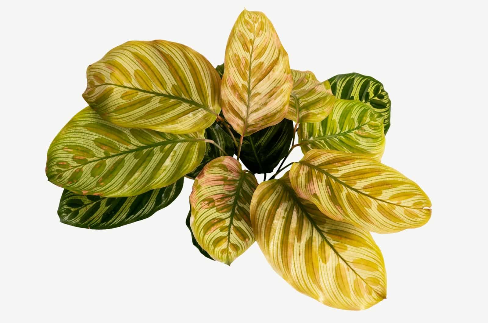 yellow Maranta Prayer Plant