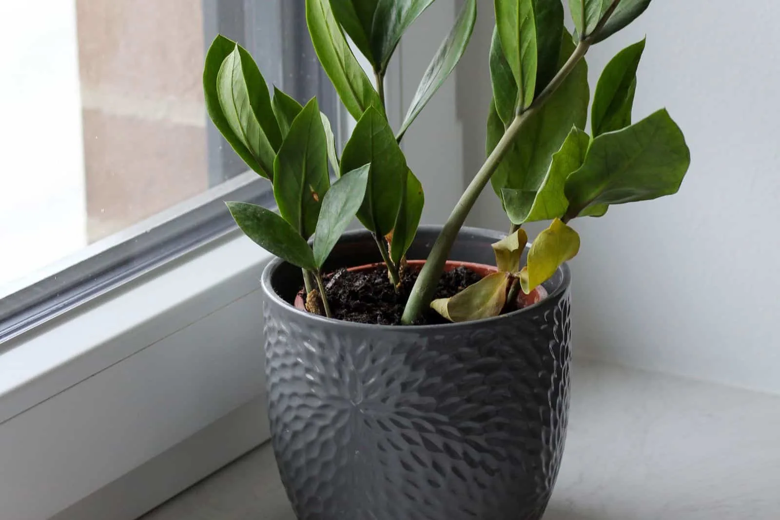 The Best ZZ Plant Care Tips + How To Solve Its Common Issues