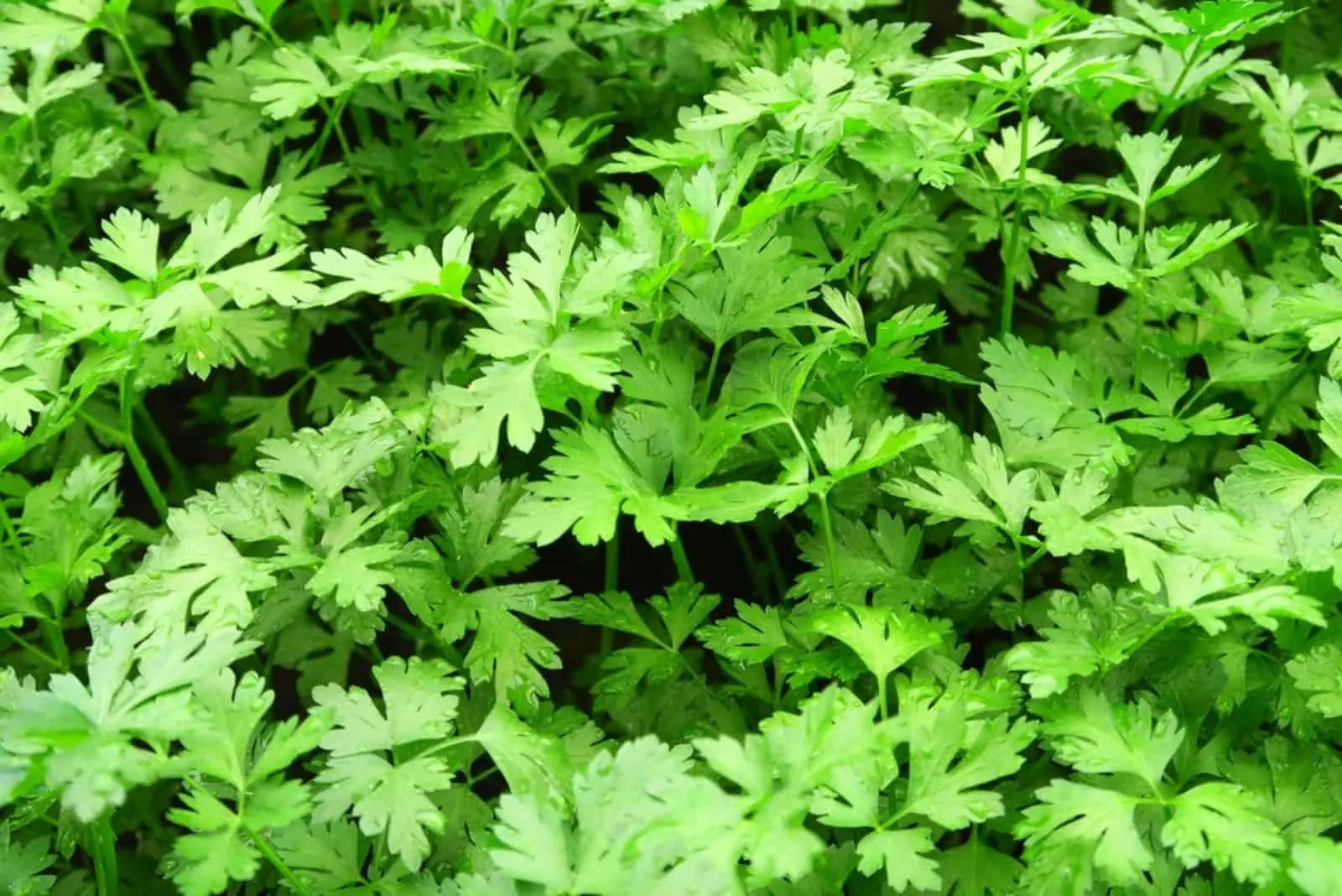 young green parsley grows on a bed