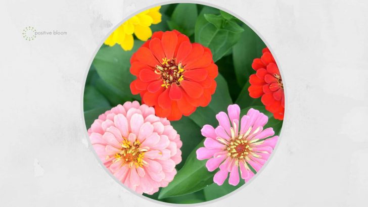 10 Best Zinnia Companion Plants + Some Varieties To Avoid
