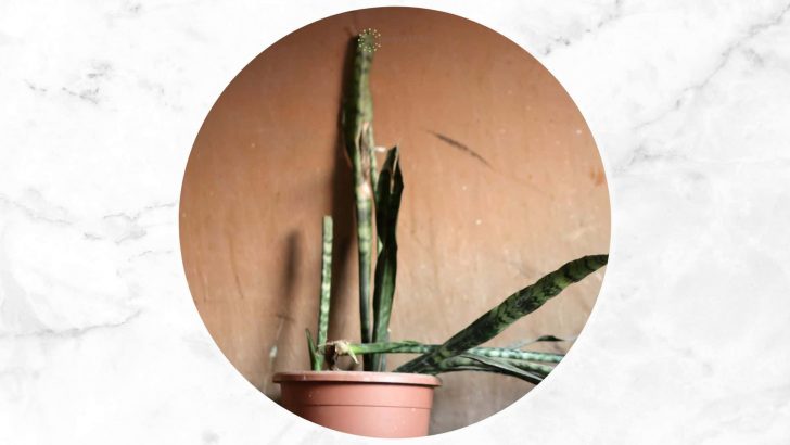 8 Reasons Your Snake Plant Is Dying + Effective Treatment