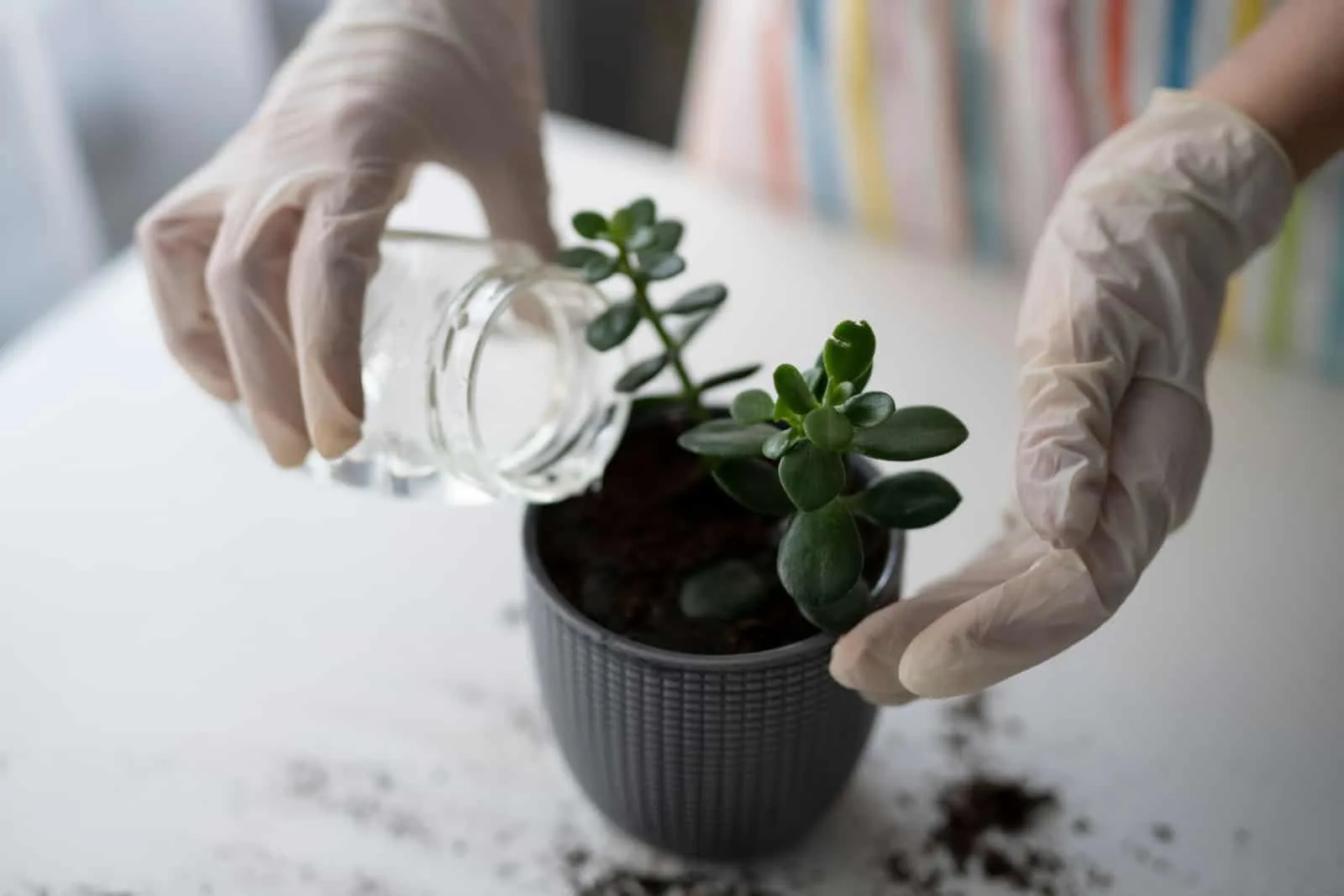 A woman is watering a planted sprout in a flower pot with new soil Crassula Ovata-close-up