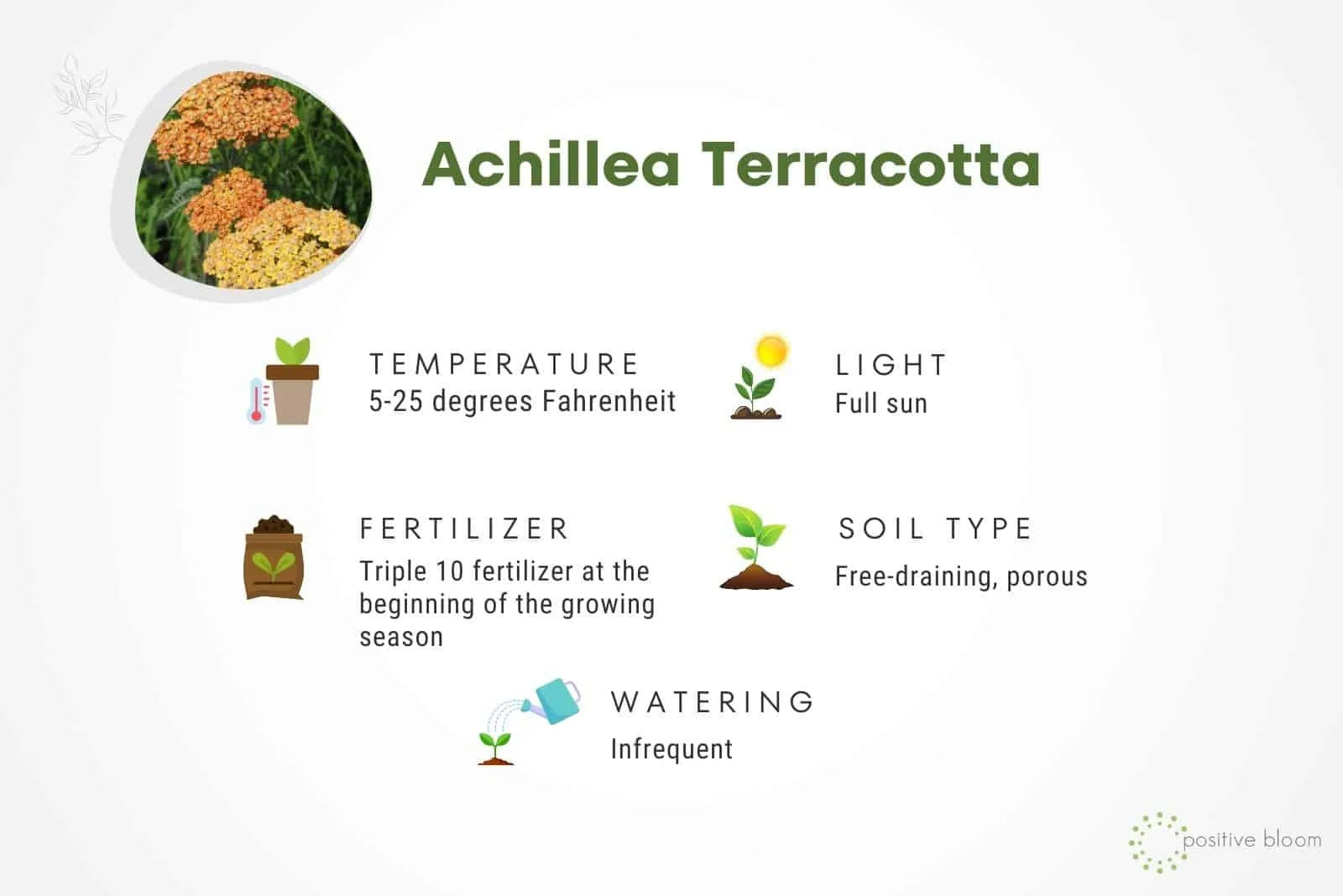 Achillea Terracotta