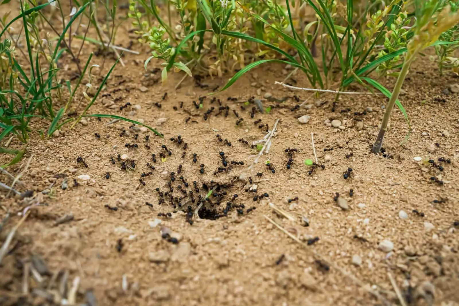 Ants with prey at the entrance to the termite mound.