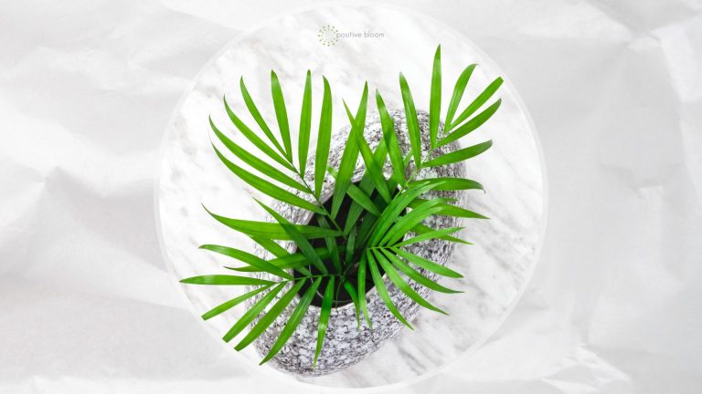 avoid parlor palm brown