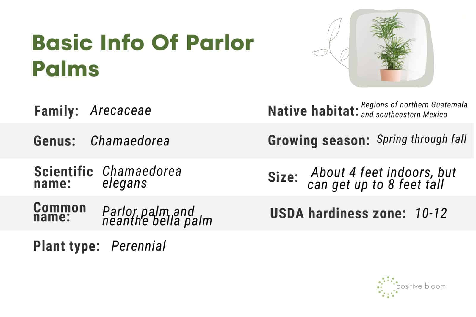 Basic Info Of Parlor Palms