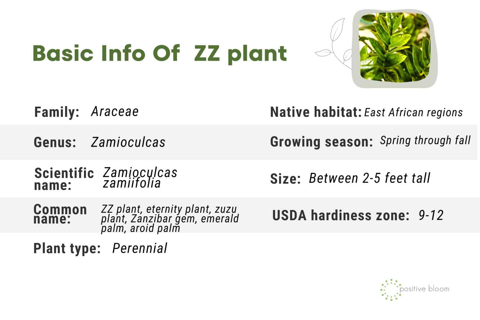 Basic Info Of ZZ plant