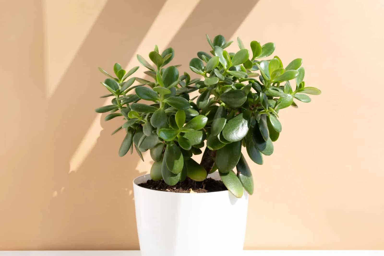 Jade Plant Propagation Methods For Beginners & Pros