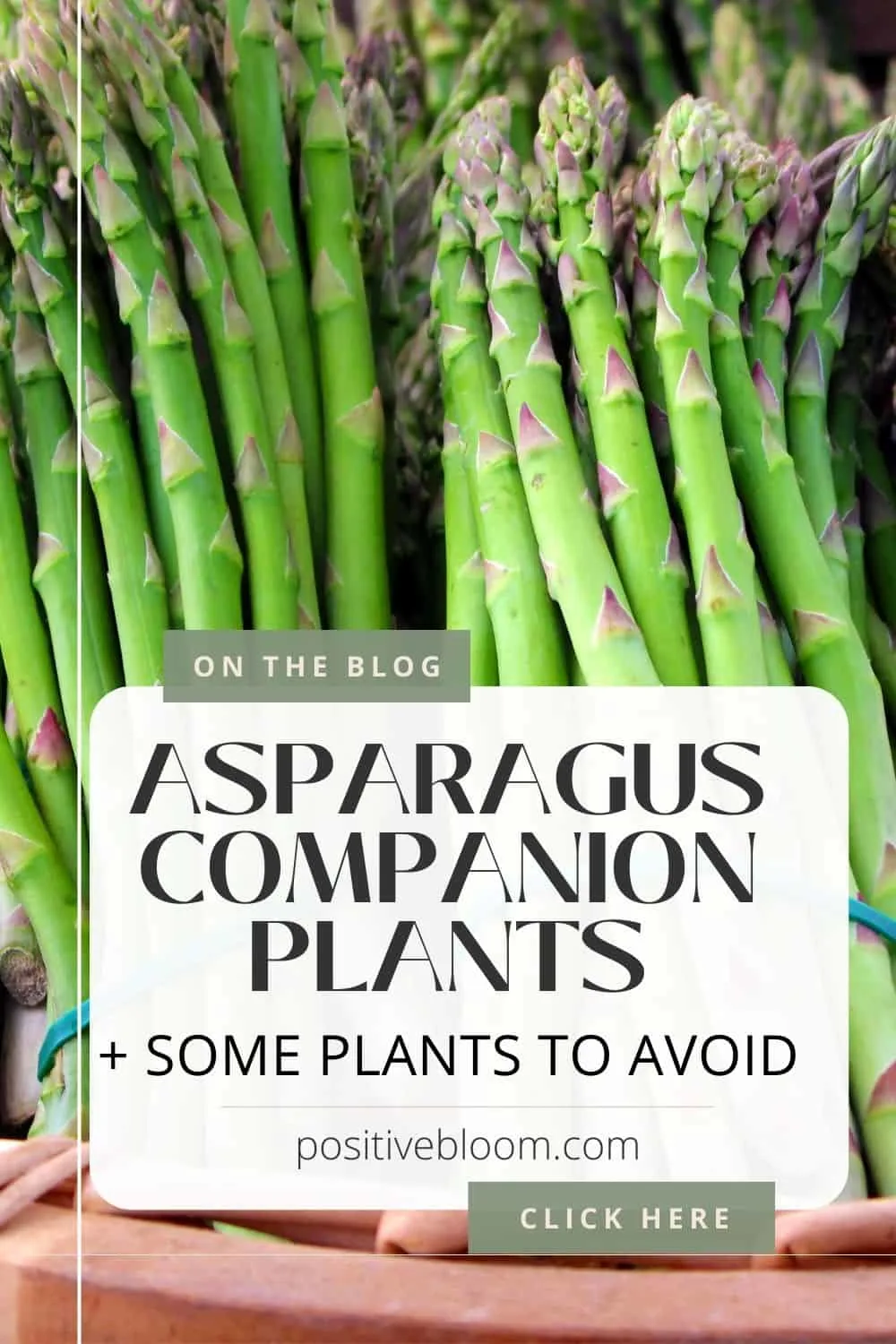 Best Asparagus Companion Plants + Some Plants To AvoidPinterest