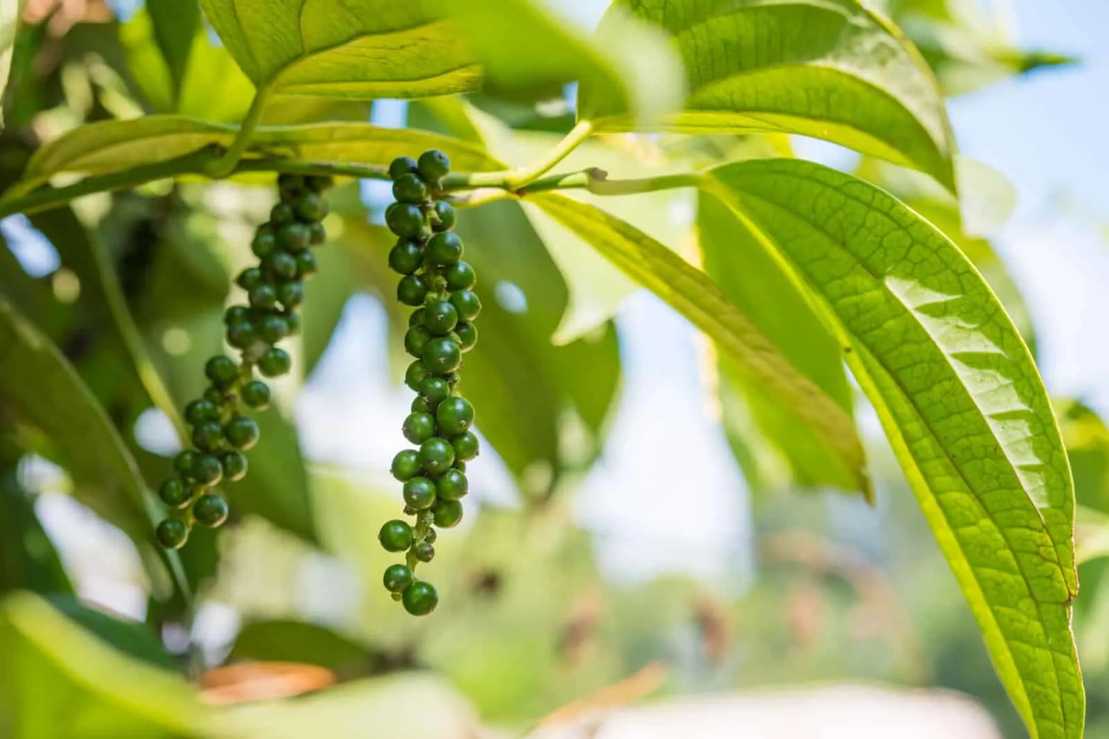 Black pepper - plant with green berries and leaves