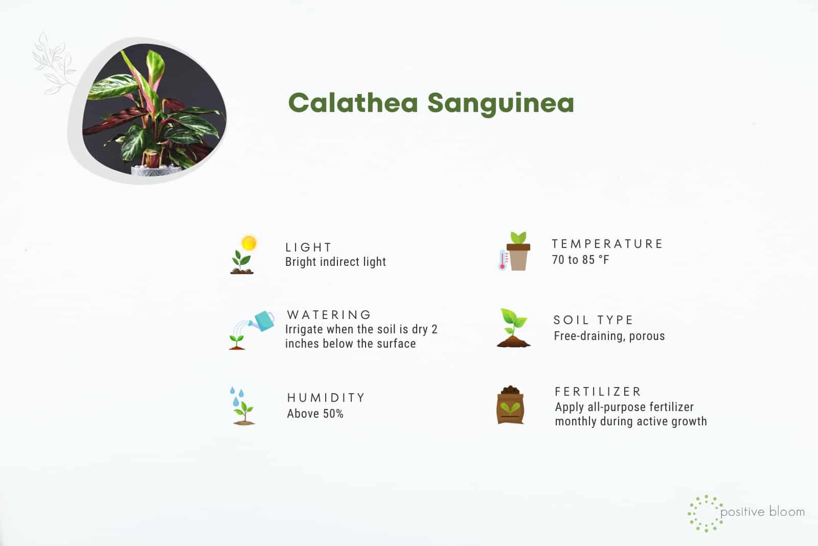 Calathea Sanguinea Care Guide