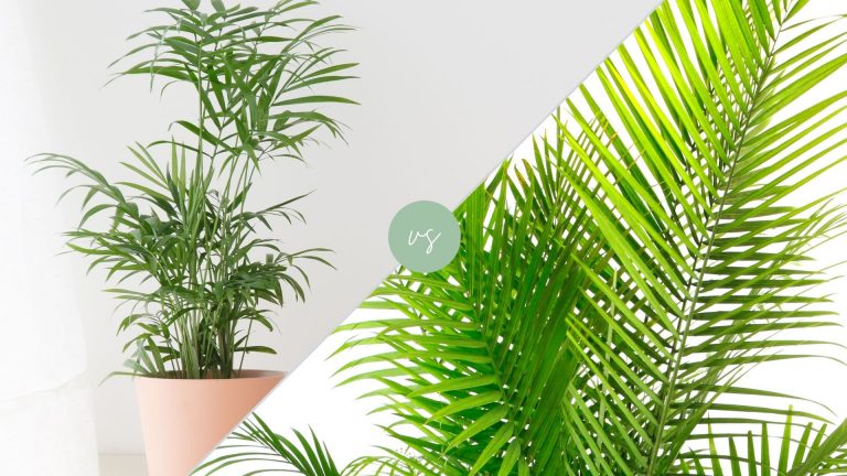 Cat Palm vs Majesty Palm